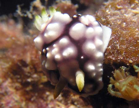�L�J�����E�E�~�E�V Chromodoris geometrica