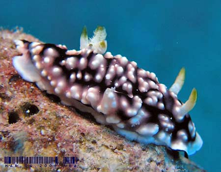 �L�J�����E�E�~�E�V Chromodoris geometrica