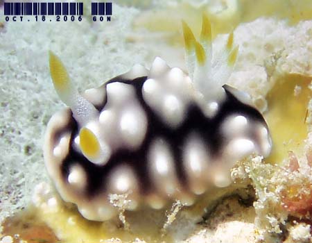 �L�J�����E�E�~�E�V Chromodoris geometrica