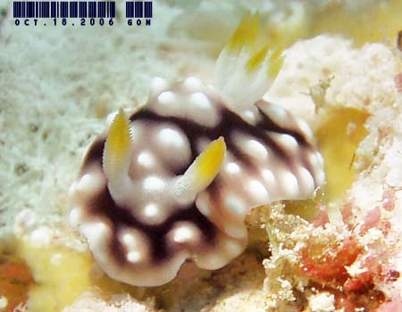 �L�J�����E�E�~�E�V Chromodoris geometrica
