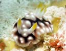 LJEE~EV Chromodoris geometrica