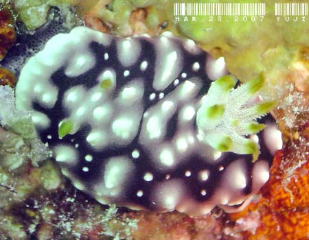 �L�J�����E�E�~�E�V Chromodoris geometrica