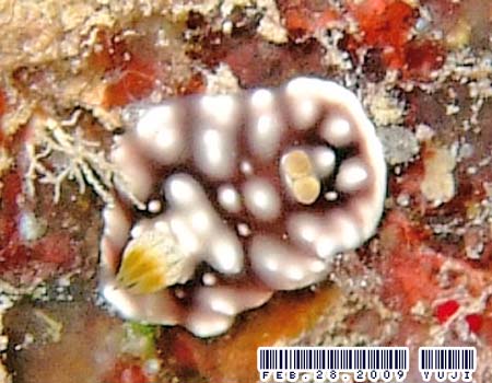 �L�J�����E�E�~�E�V Chromodoris geometrica