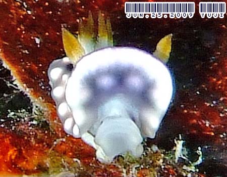 �L�J�����E�E�~�E�V Chromodoris geometrica