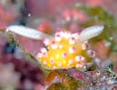 CKOE~EV Cadlinella ornatissima