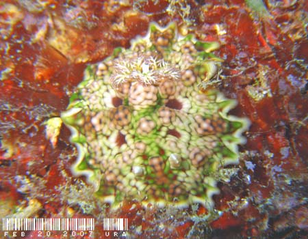 X\q_E~EV Ceratosoma miamiranum