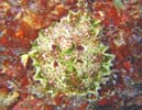 X\q_E~EV Ceratosoma miamiranum