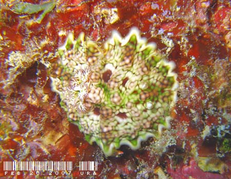 X\q_E~EV Ceratosoma miamiranum