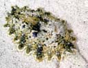X\q_E~EV Ceratosoma miamiranum