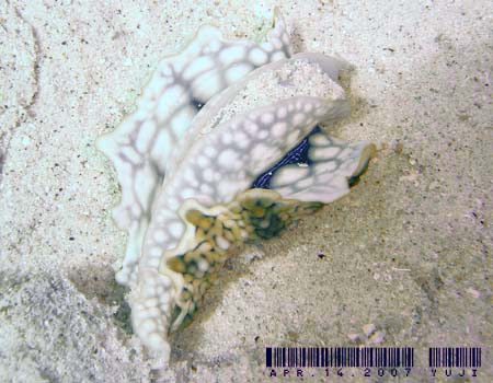 X\q_E~EV Ceratosoma miamiranum