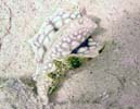 X\q_E~EV Ceratosoma miamiranum