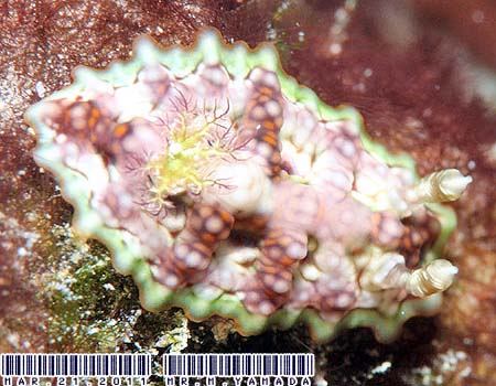 X\q_E~EV Ceratosoma miamiranum