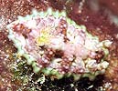 X\q_E~EV Ceratosoma miamiranum