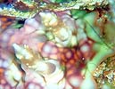 X\q_E~EV Ceratosoma miamiranum