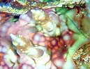 X\q_E~EV Ceratosoma miamiranum