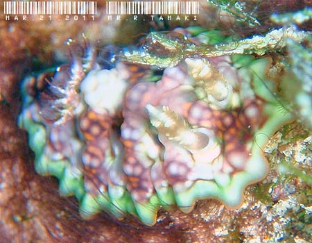 X\q_E~EV Ceratosoma miamiranum