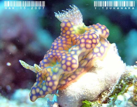 �~�A�~���E�~�E�V Ceratosoma sinuatum