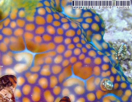 �~�A�~���E�~�E�V Ceratosoma sinuatum