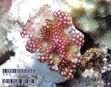 �~�A�~���E�~�E�V Ceratosoma sinuatum