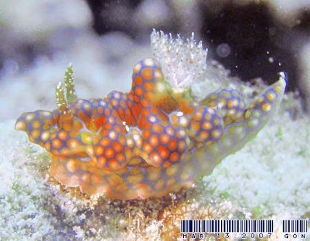�~�A�~���E�~�E�V Ceratosoma sinuatum