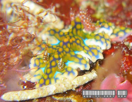 �~�A�~���E�~�E�V Ceratosoma sinuatum