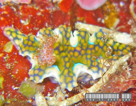 �~�A�~���E�~�E�V Ceratosoma sinuatum