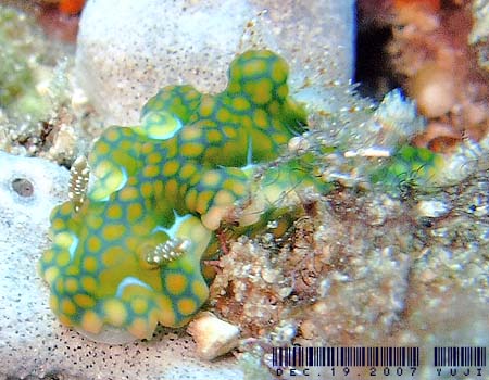 �~�A�~���E�~�E�V Ceratosoma sinuatum