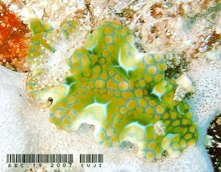�~�A�~���E�~�E�V Ceratosoma sinuatum