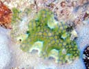 ~A~E~EV Ceratosoma sinuatum