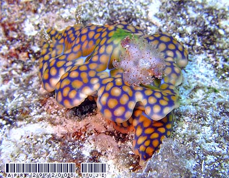 �~�A�~���E�~�E�V Ceratosoma sinuatum