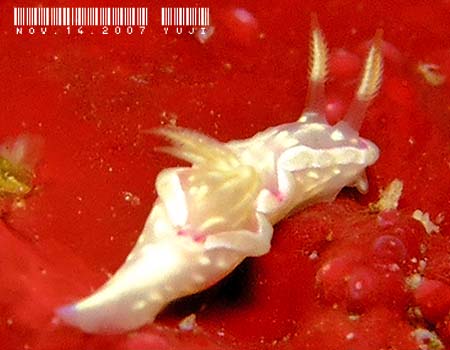 �E�X�t�W�C���E�~�E�V Ceratosoma sp.