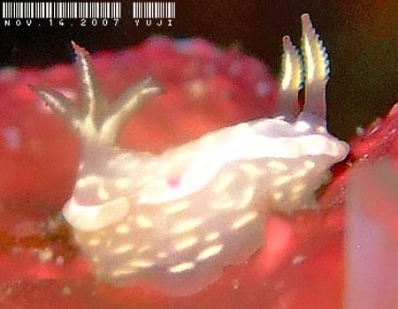 �E�X�t�W�C���E�~�E�V Ceratosoma sp.