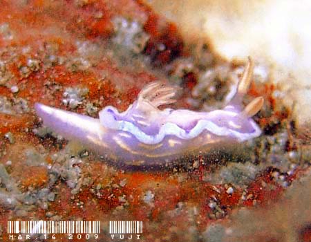 �E�X�t�W�C���E�~�E�V Ceratosoma sp.