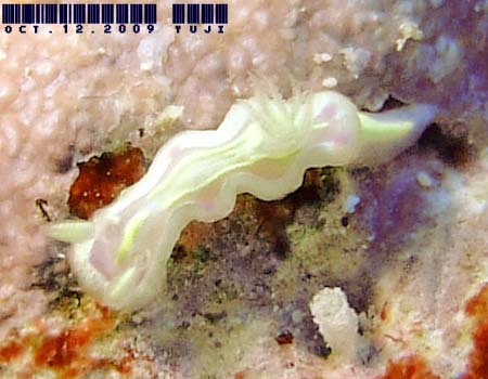 �E�X�t�W�C���E�~�E�V Ceratosoma sp.