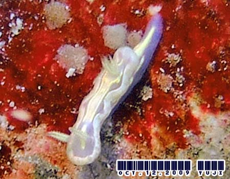 �E�X�t�W�C���E�~�E�V Ceratosoma sp.
