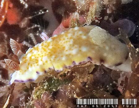 p[vGbaE~EV Chromodoris-albopustulosa