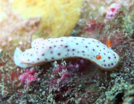 RE~EV Chromodoris aspersa