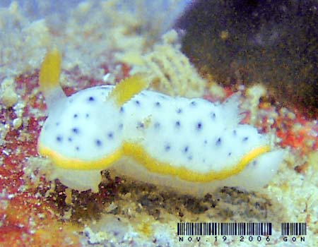 RE~EV Chromodoris aspersa