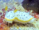 RE~EV (S}tCE~EV) Chromodoris aspersa