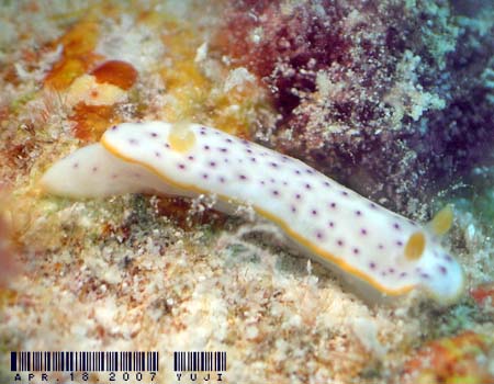 RE~EV Chromodoris aspersa