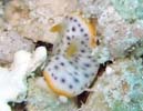 RE~EV (S}tCE~EV) Chromodoris aspersa