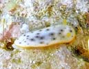 RE~EV (S}tCE~EV) Chromodoris aspersa