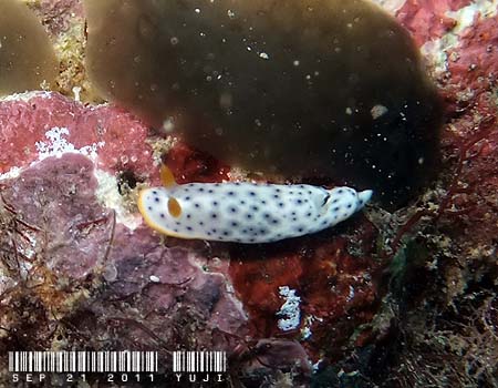 RE~EV Chromodoris aspersa