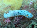 RE~EV (S}tCE~EV) Chromodoris aspersa