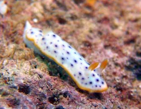 RE~EV Chromodoris aspersa