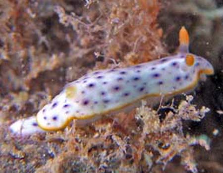 RE~EV Chromodoris aspersa