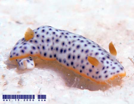 RE~EV Chromodoris aspersa