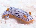 モンコウミウシ Chromodoris aspersa