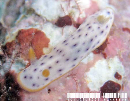 RE~EV Chromodoris aspersa