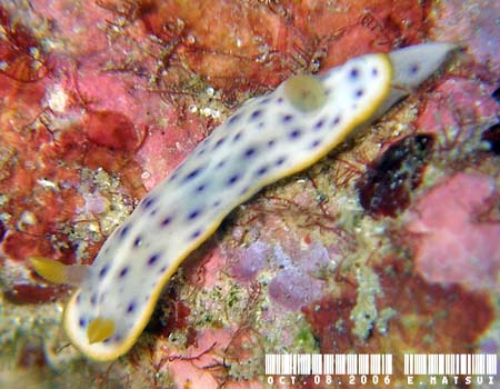 RE~EV Chromodoris aspersa